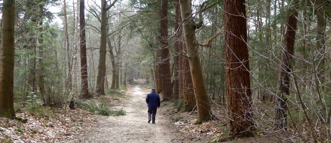 Man wandelt in naadlbos bij Hattem onderdeel van de wandelgids Wandelen in en rond kunstenaarskolonies